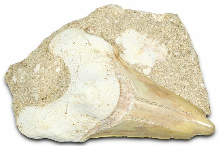 Otodus Shark Tooth Fossil in Rock - Morocco #376161
